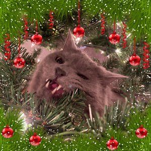 Meet your Posher, Karly